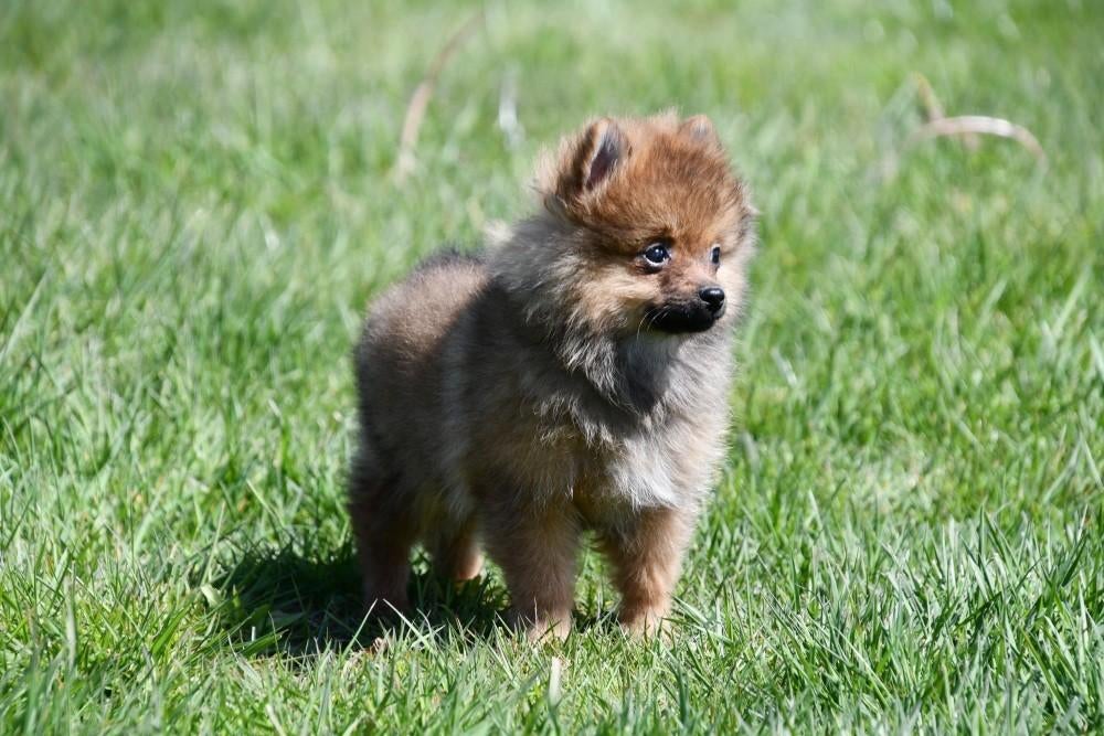 Dwergkeeshond pups te koop, Keeshond, 15 weken tot 1 jaar, Buitenland, Parvo