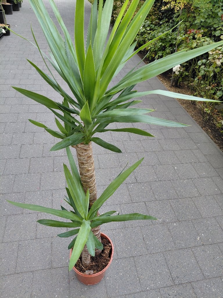 Yucca, Tuin en Terras, Planten | Tuinplanten, Ophalen, Winter