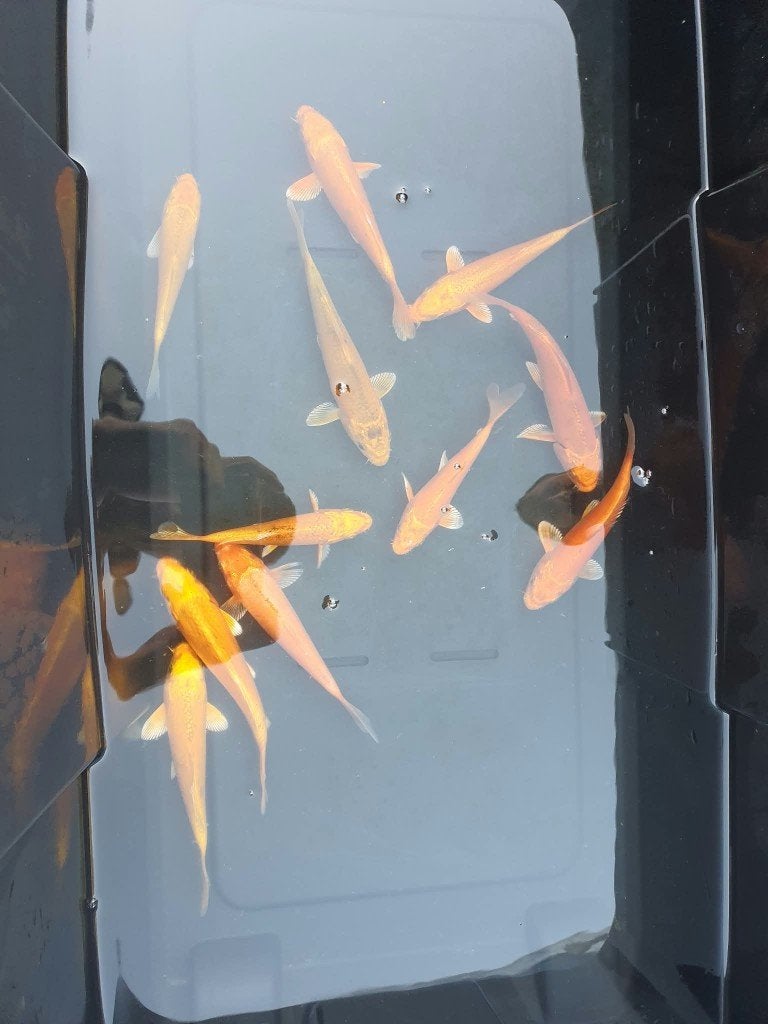 Laatste kans! (11 Koi) – Yamabuki & Orenji Ogon, Dieren en Toebehoren, Karper of Koi