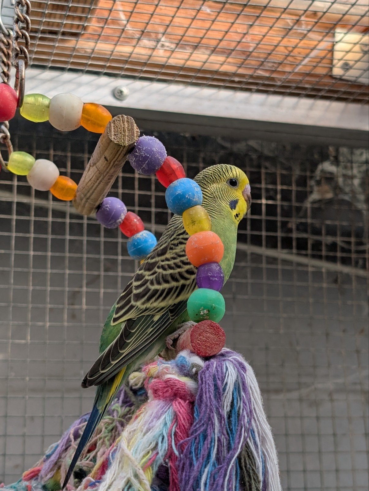 Jonge grasparkietjes zoeken nieuw baasje, Dieren en Toebehoren