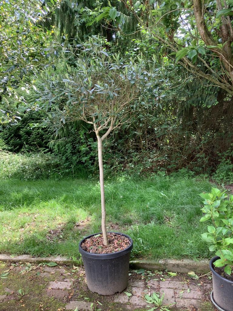 Olijfboom, Tuin en Terras, Planten | Bomen, Ophalen, Olijfboom, 100 tot 250 cm