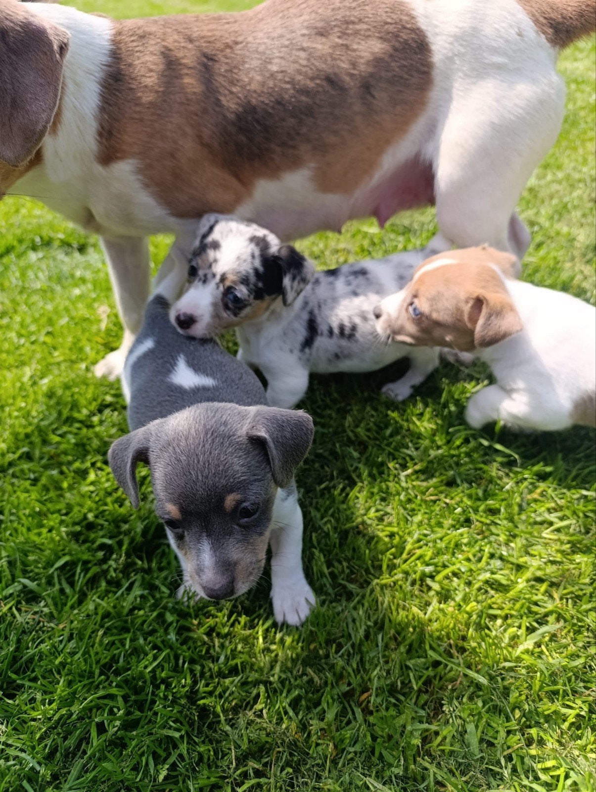 Mooie jack Russell pups tekoop, Dieren en Toebehoren, België, Parvo, Jack Russell Terriër, 8 tot 15 weken