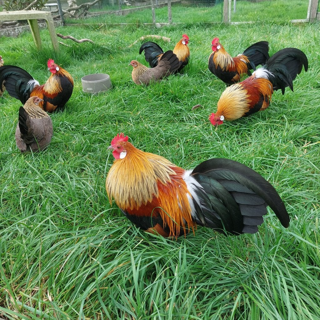 Hollandse krielen kippen, Meerdere dieren, Kip