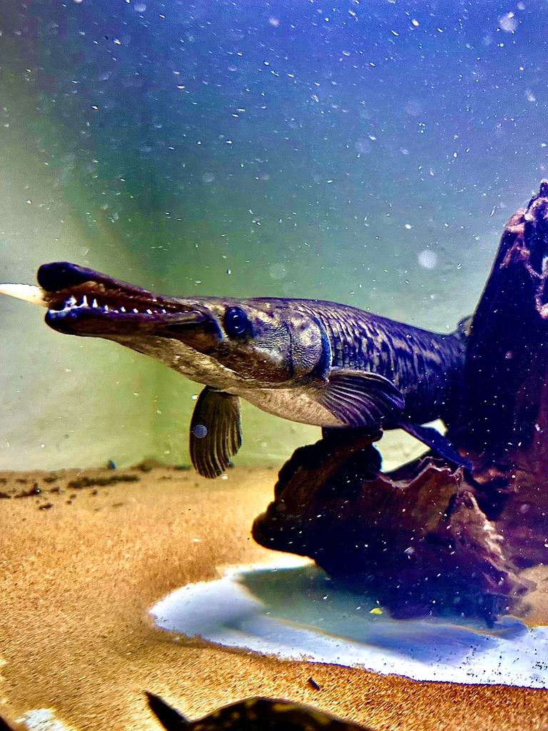 Alligator Gar, Dieren en Toebehoren, Vissen | Aquariumvissen