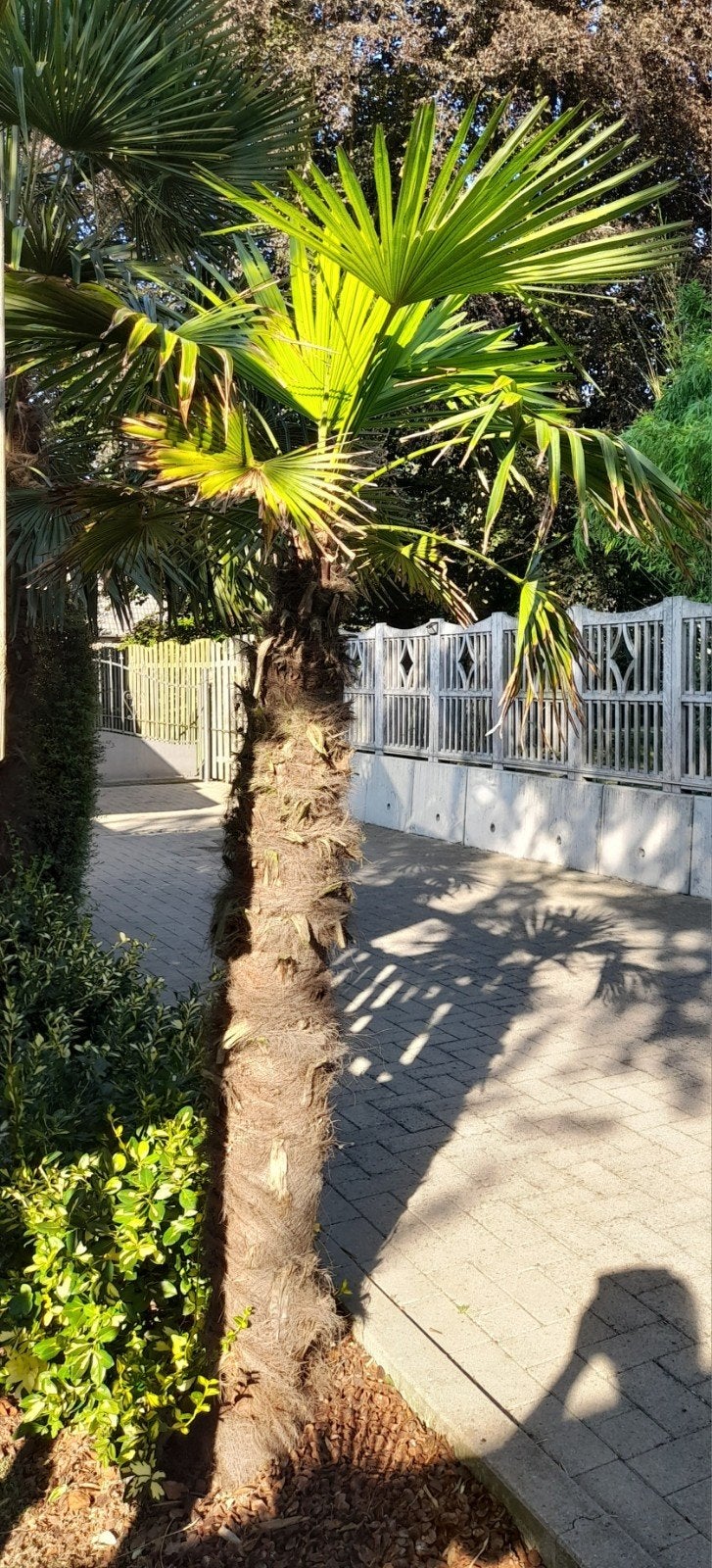 Palmboom, Tuin en Terras, Ophalen, Palmboom