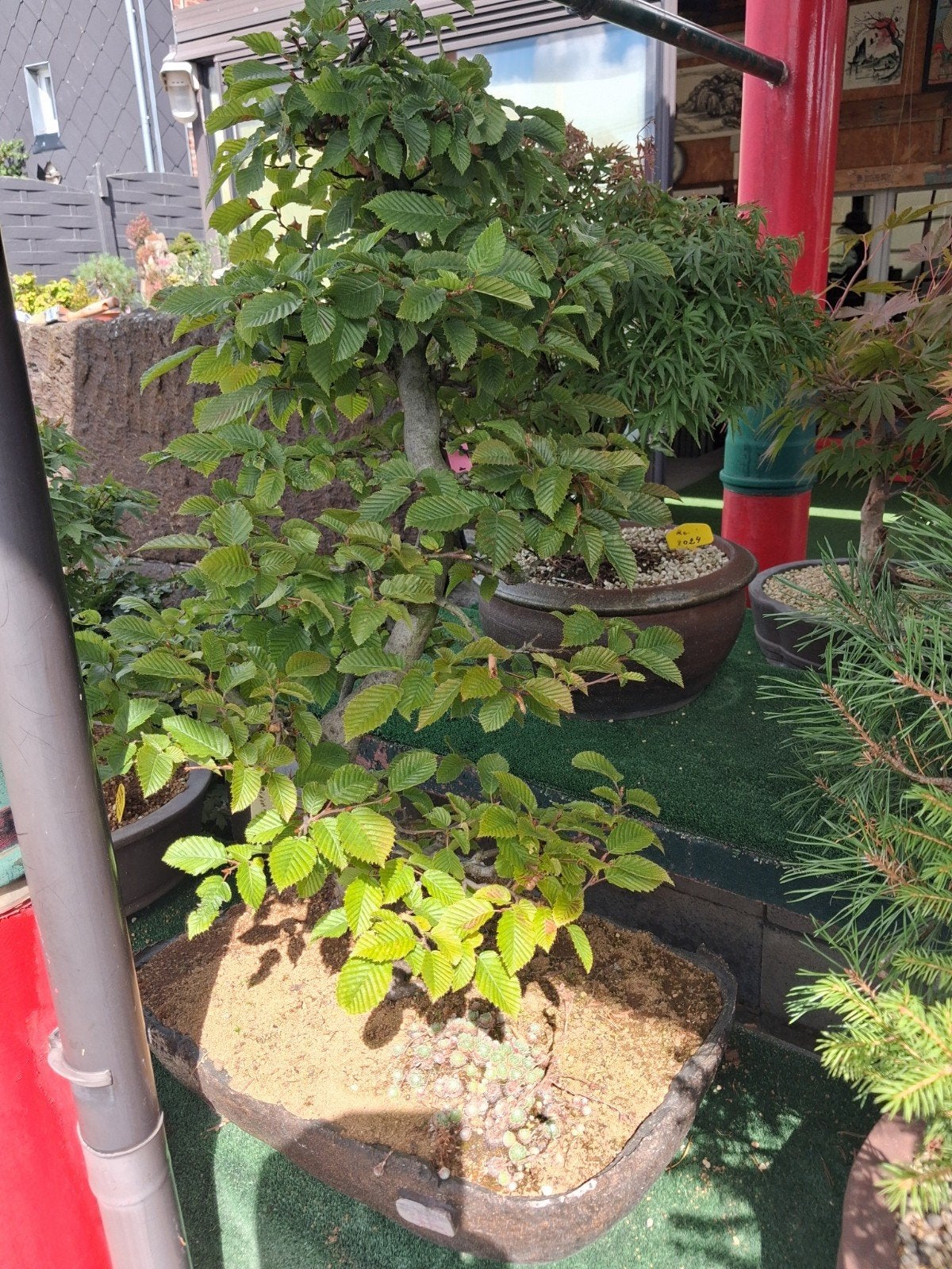 bonsaï, Jardin & Terrasse, Plantes | Arbres, Enlèvement ou Envoi