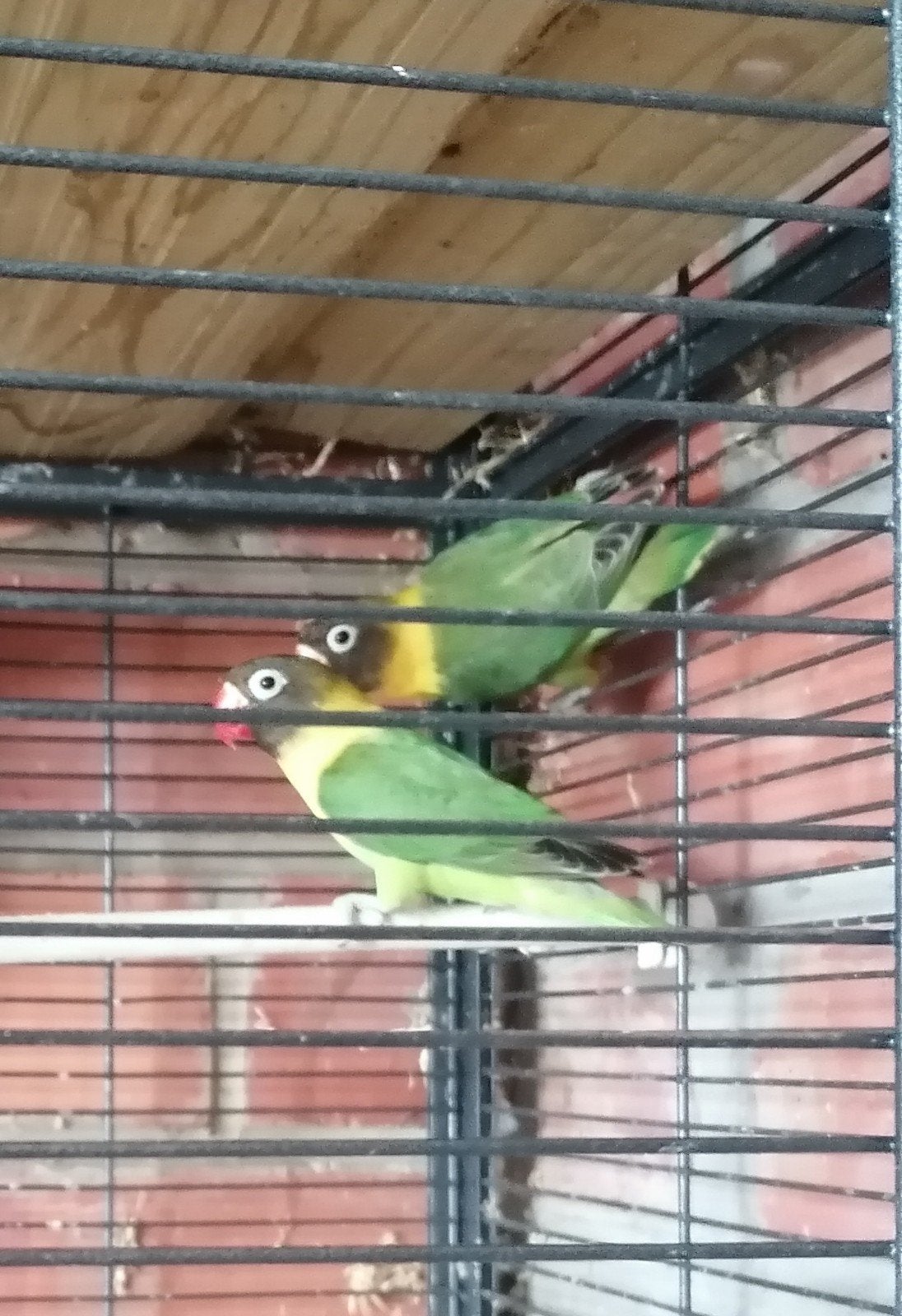 agapornide personata (dwergpapegaai), Dieren en Toebehoren