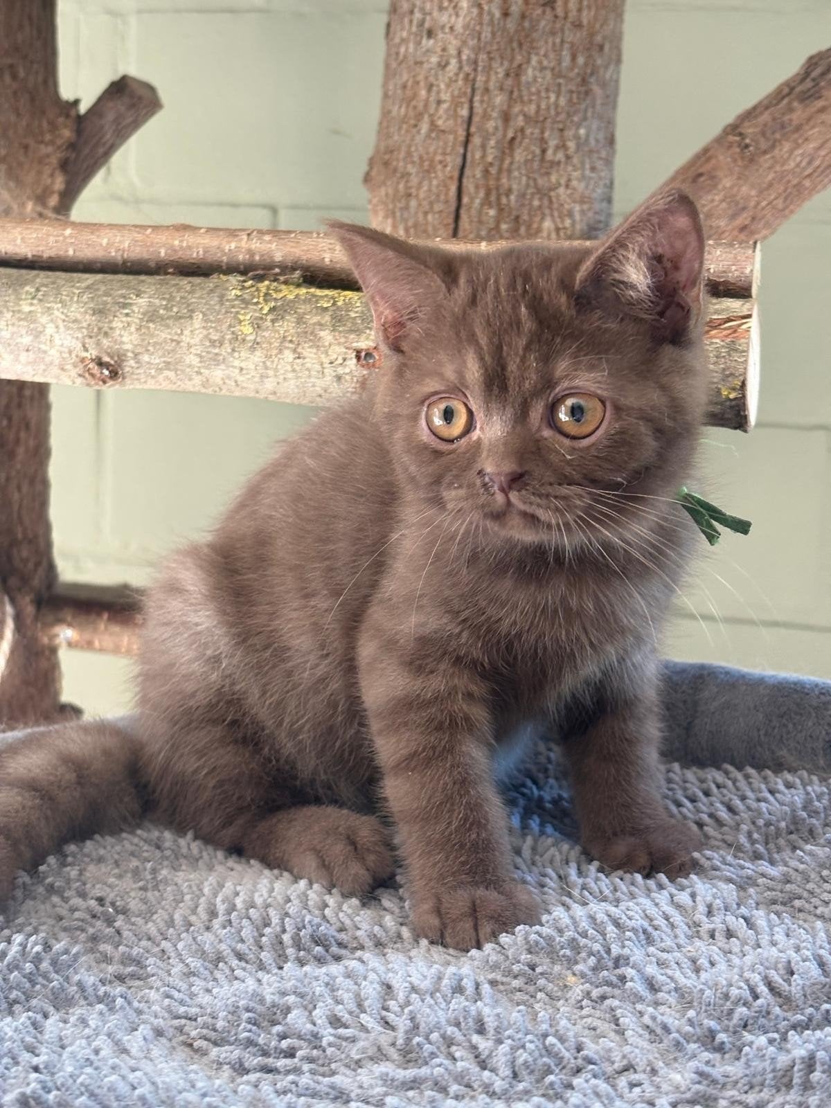 britse korthaar kitten, Chat, Avec puce électronique, 0 à 2 ans