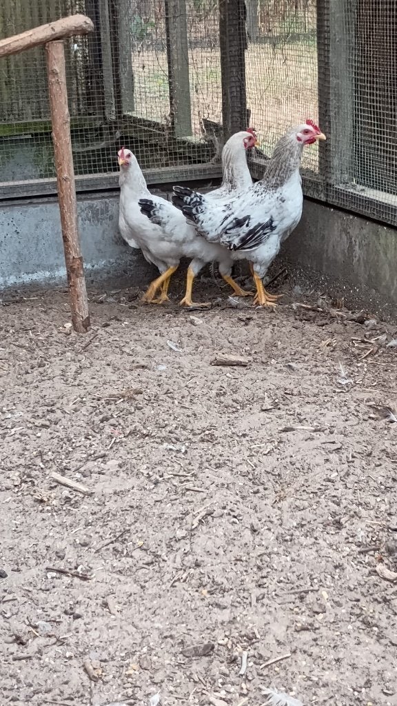 Sussex hanen te koop, Dieren en Toebehoren