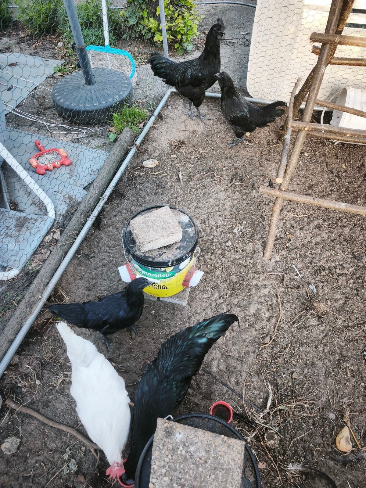 jonge ayam cemani hennen en haantje, Dieren en Toebehoren, Pluimvee