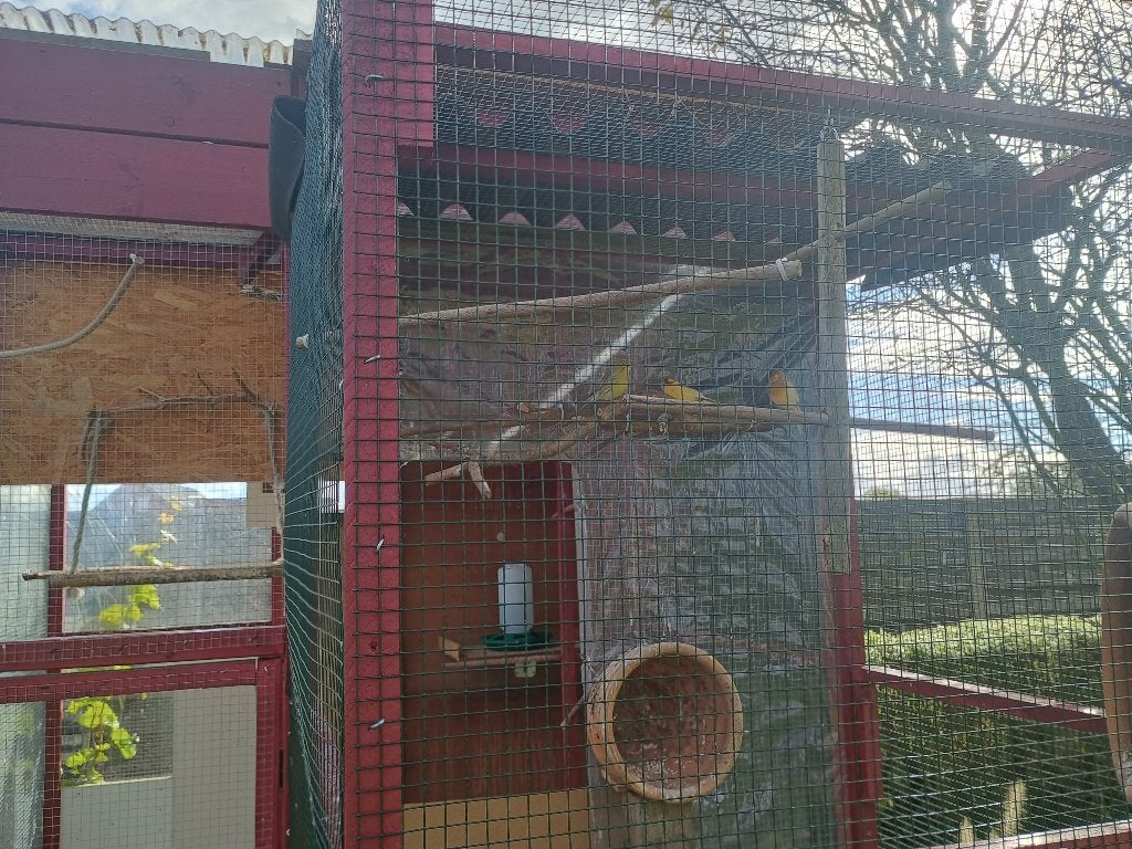 Kanaries met kooi ., Meerdere dieren, Kleurkanarie