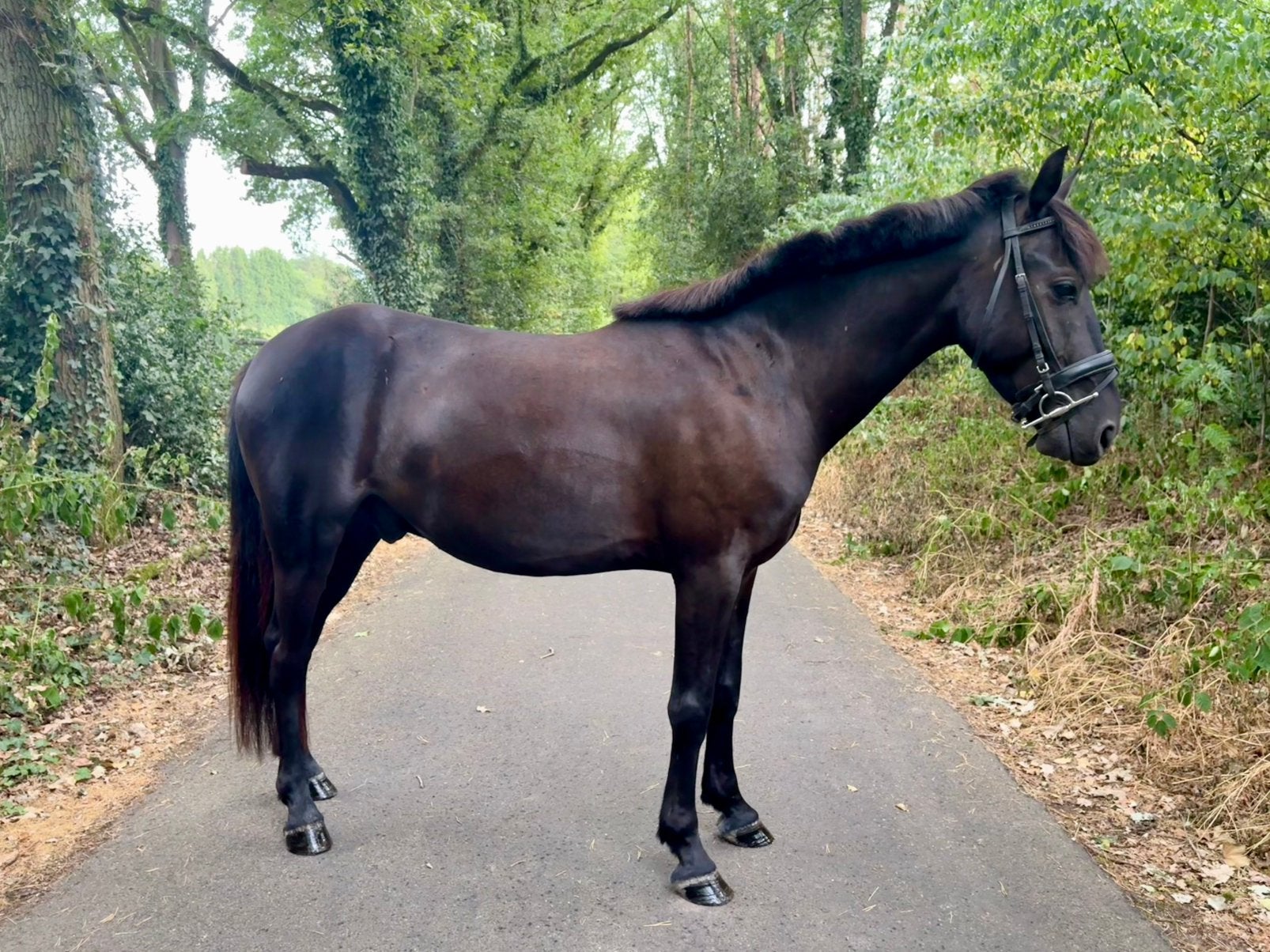 Brave allround pony te koop – Blacky, Dieren en Toebehoren, Pony's, Ruin, Zadelmak, C pony (1.27m tot 1.37m), 3 tot 6 jaar