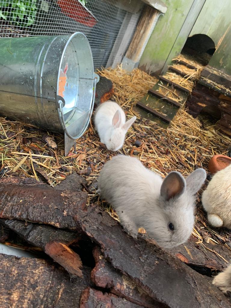 Konijntjes te koop, Dieren en Toebehoren, Konijnen, Meerdere dieren, Klein, 0 tot 2 jaar