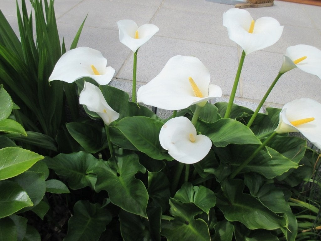 Zandtedesschia of witte aronskelk, Vaste plant, Halfschaduw, Lente, Ophalen