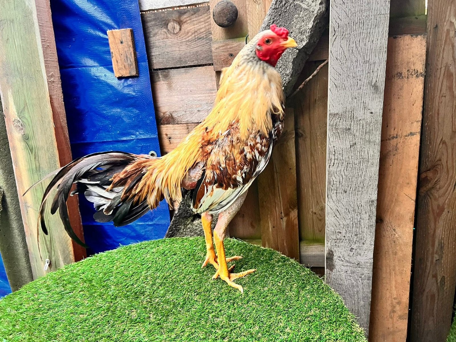 Coq croise asil et espagnol, Animaux & Accessoires, Mâle, Autres espèces