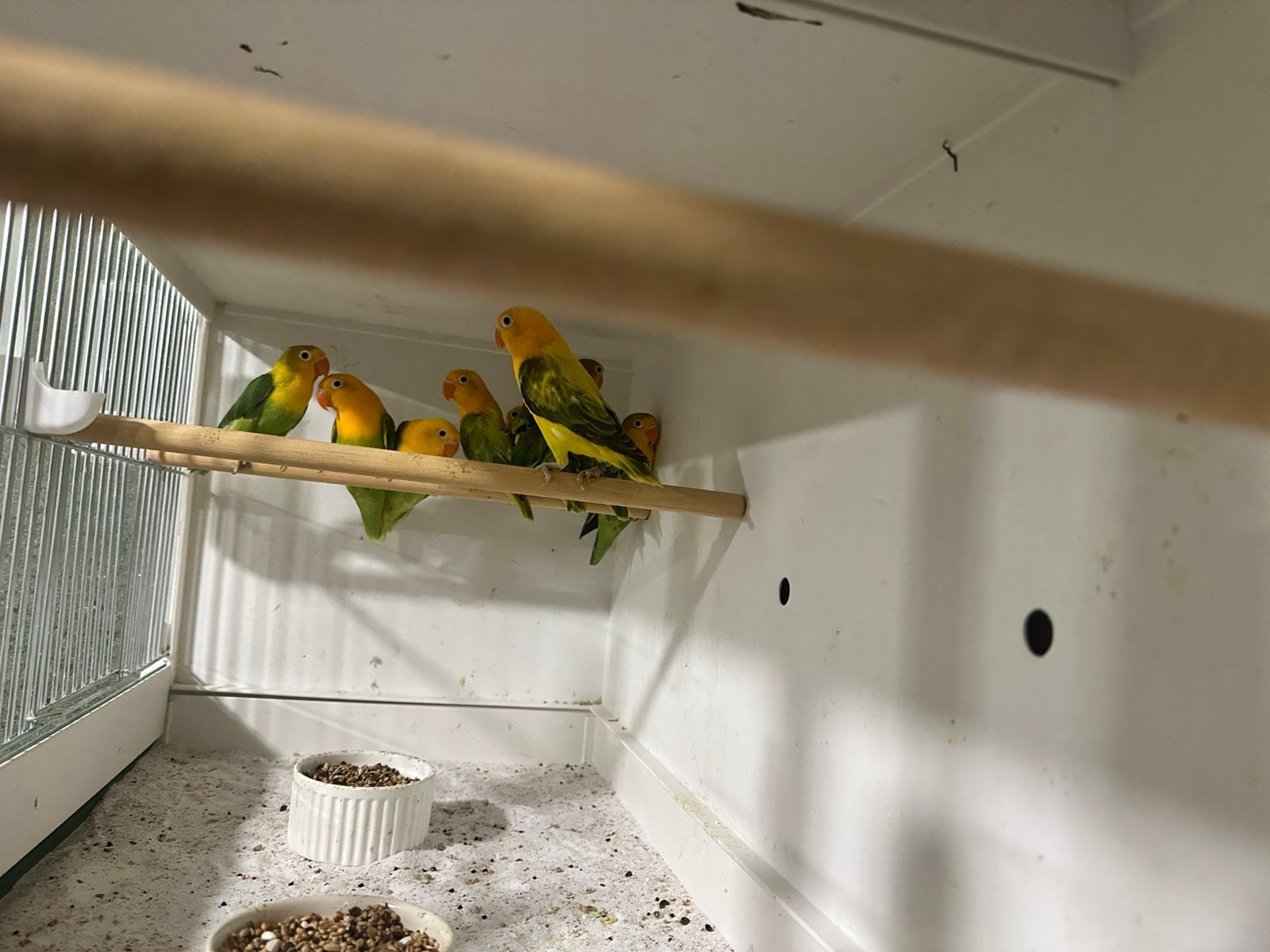 Yellowface fischeri, Dieren en Toebehoren, Vogels | Parkieten en Papegaaien