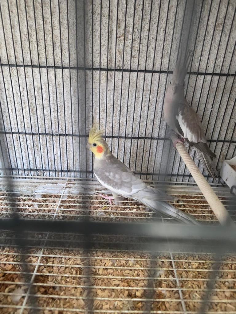 Couple de calopsites, Animaux & Accessoires, Oiseaux | Perruches & Perroquets
