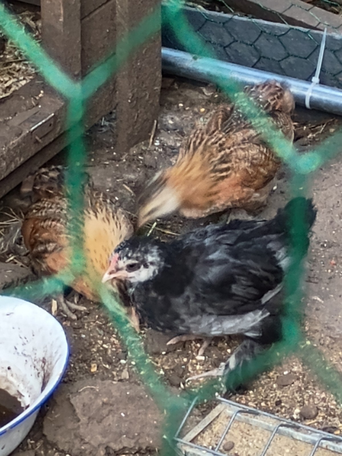 Chriel cochin kuikens, Dieren en Toebehoren, Pluimvee