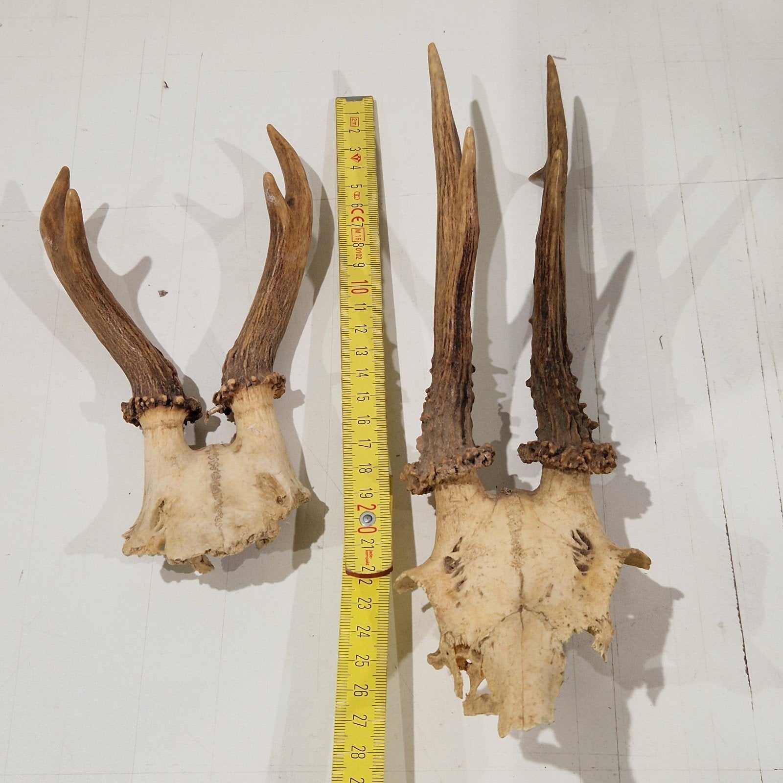 set van 2 ree hert geweien , grootste 29cm en 19 cm, Verzamelen, Dierenverzamelingen, Ophalen of Verzenden, Hert