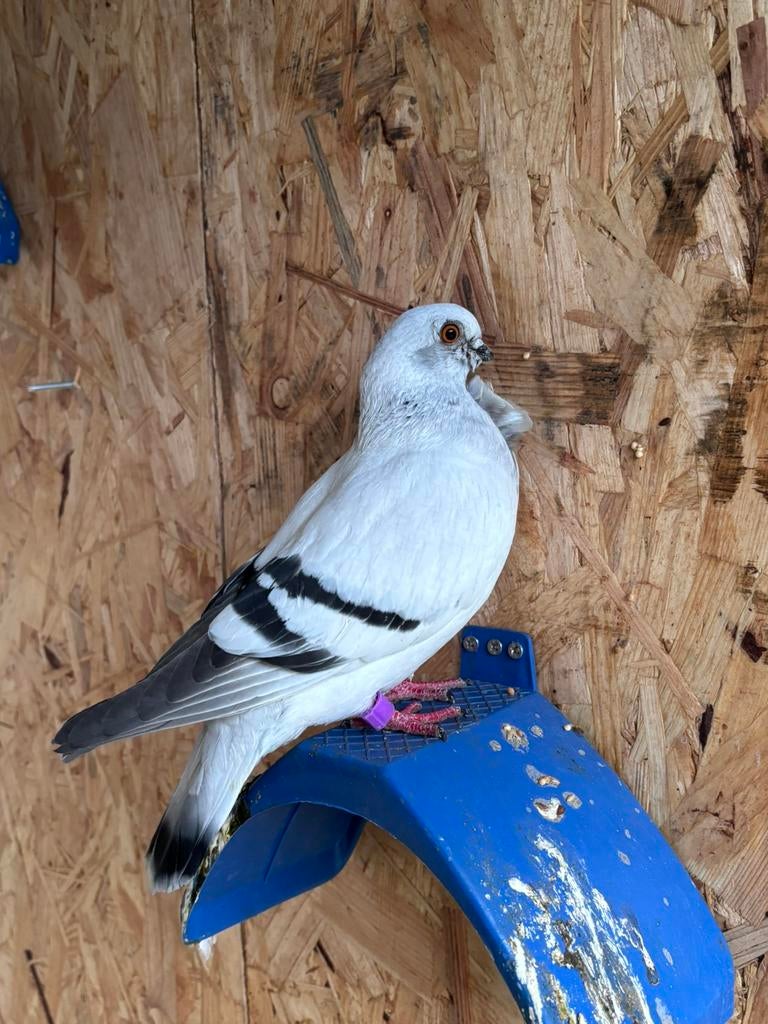italiaanse meeuw duiven, Dieren en Toebehoren