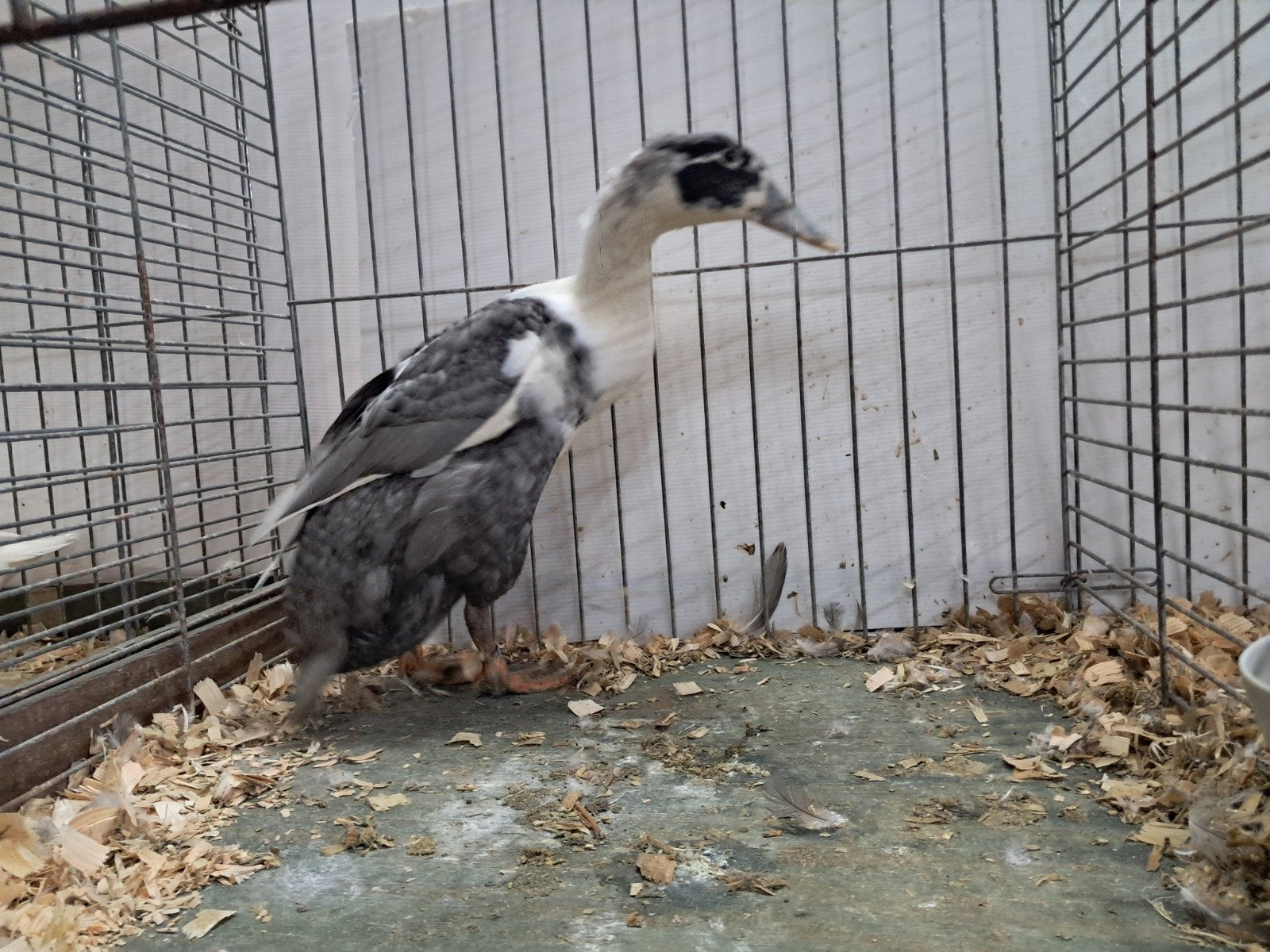 huttegemse eenden, Dieren en Toebehoren, Pluimvee, Eend