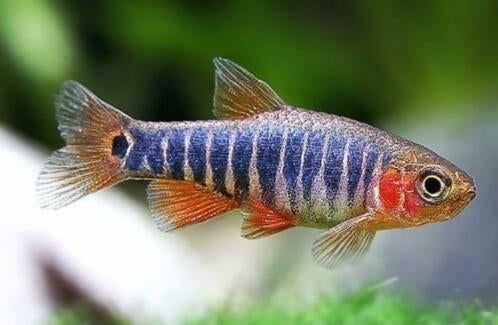 Hobbyaquarium  Danio erythromicron, Dieren en Toebehoren, Vis, Zoetwatervis, Schoolvis