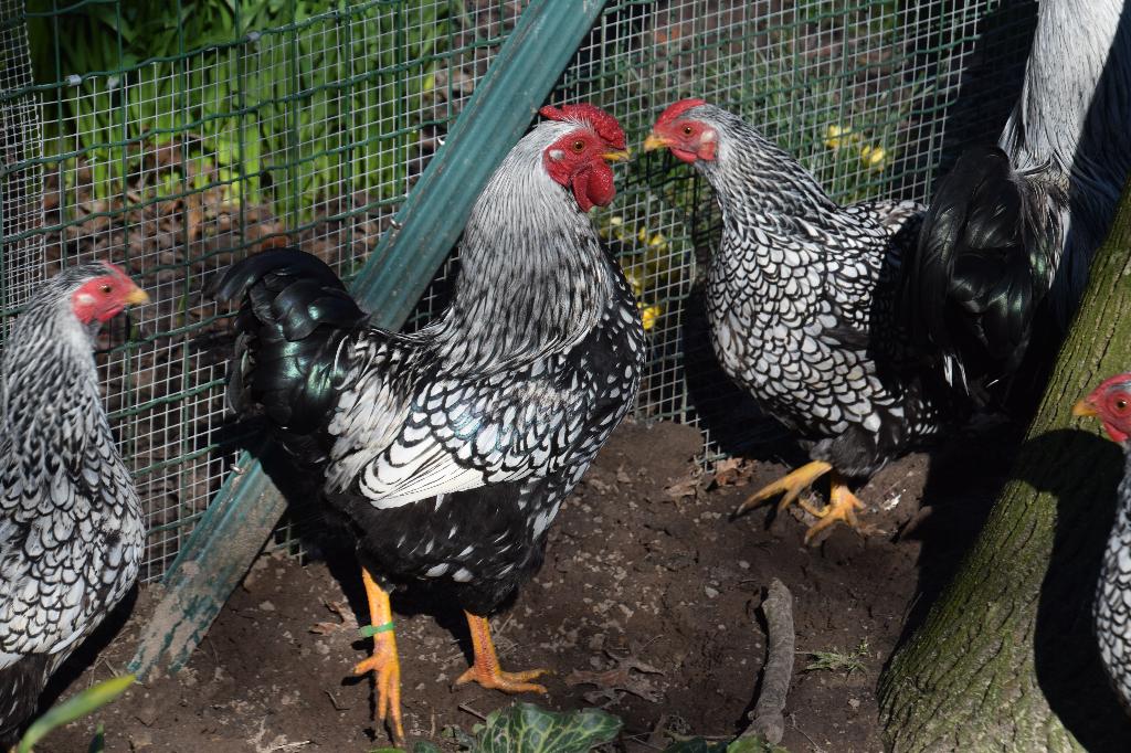 wyandotte zilver zwartgezoomd krielhaantje, Dieren en Toebehoren, Pluimvee, Mannelijk, Kip
