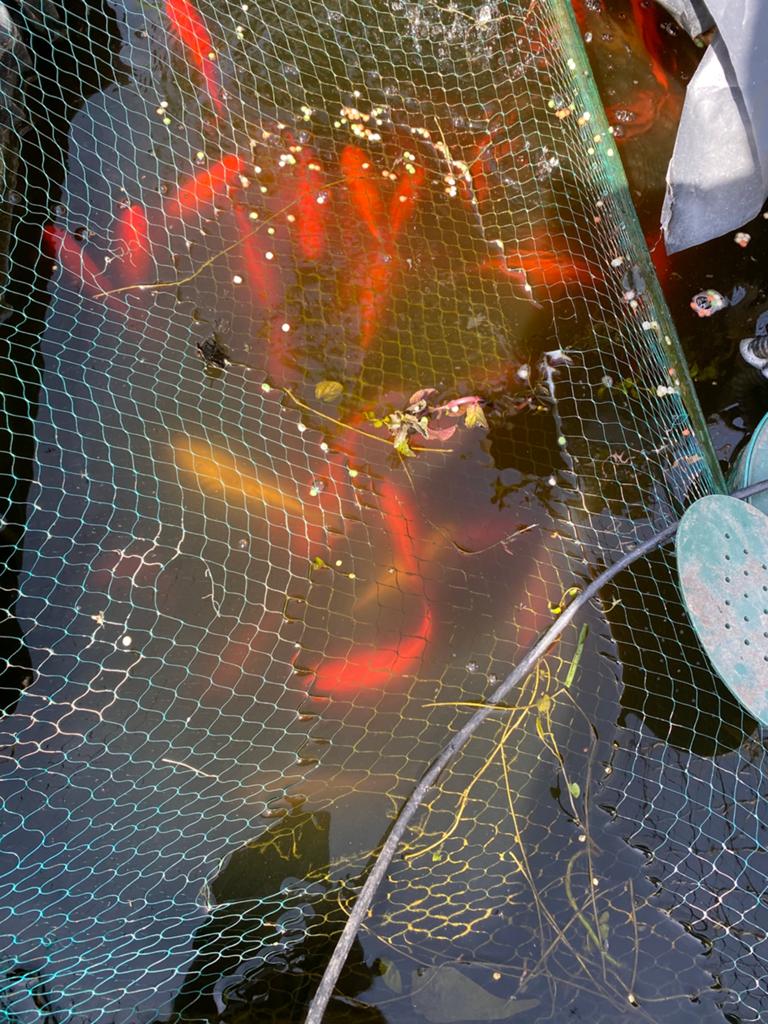 Poisson rouge, Enlèvement