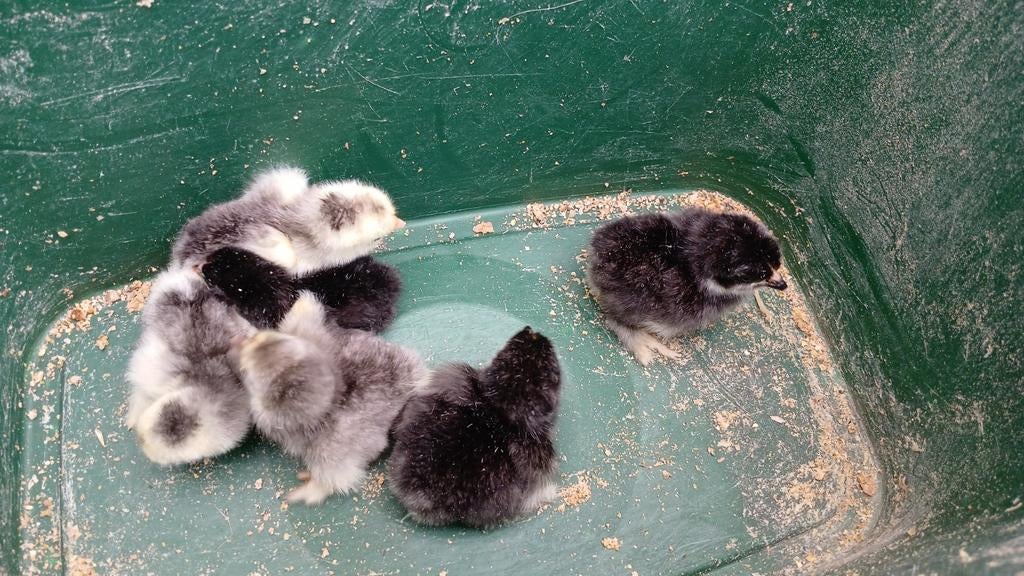 Cochin  kriel  kuikens  5 euro  per  stuk, Dieren en Toebehoren, Pluimvee