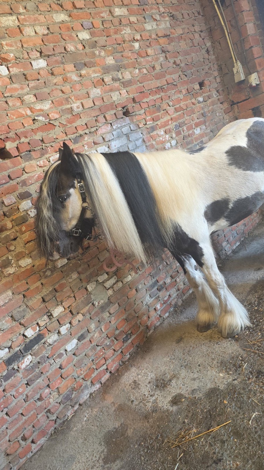 4 jarige knappe mini tinker ruin!, Ruin, 3 tot 6 jaar, C pony (1.27m tot 1.37m), Onbeleerd