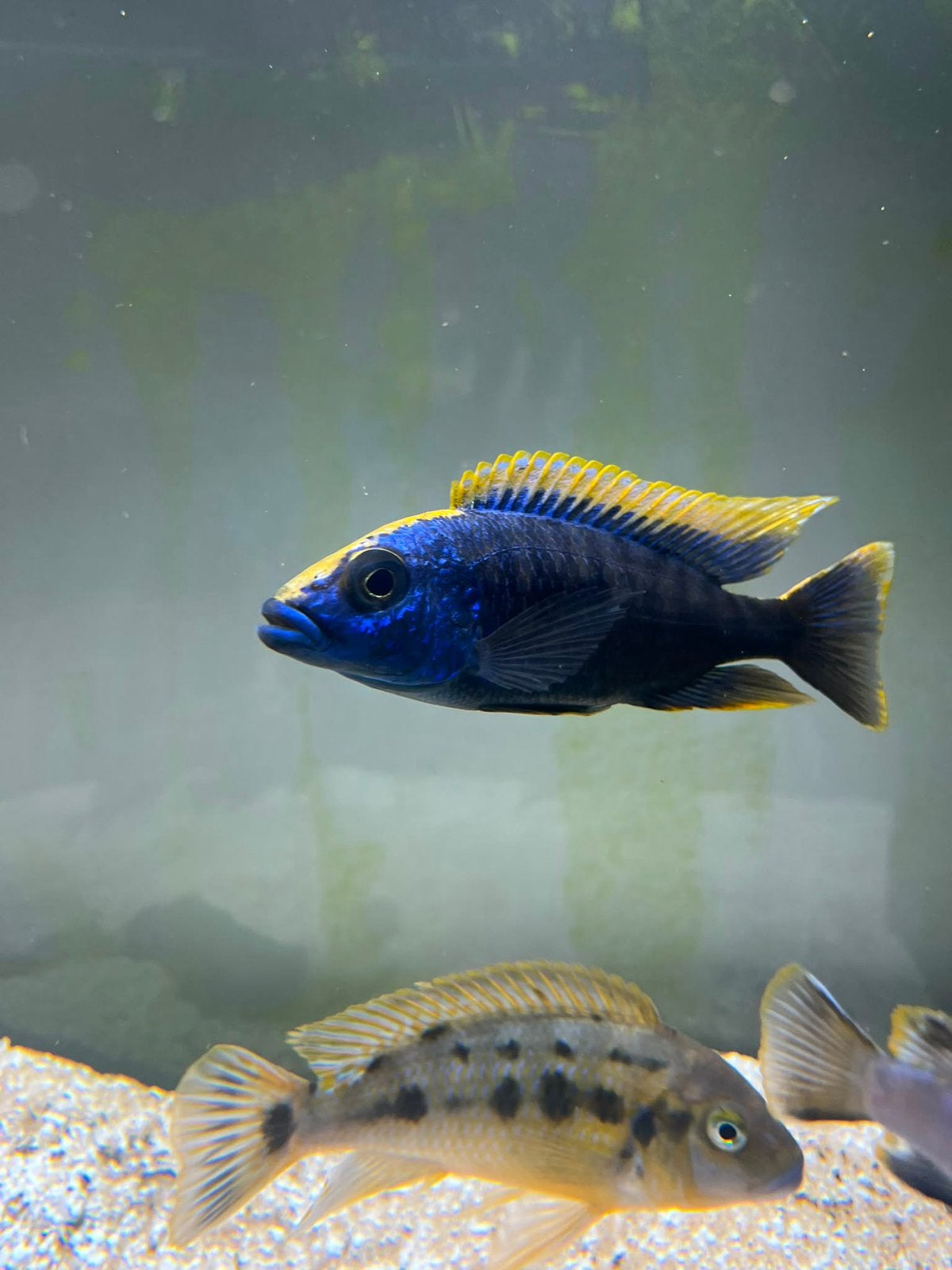 Malawi-cichliden, Dieren en Toebehoren, Vissen | Aquariumvissen, Zoetwatervis, Vis, Schoolvis