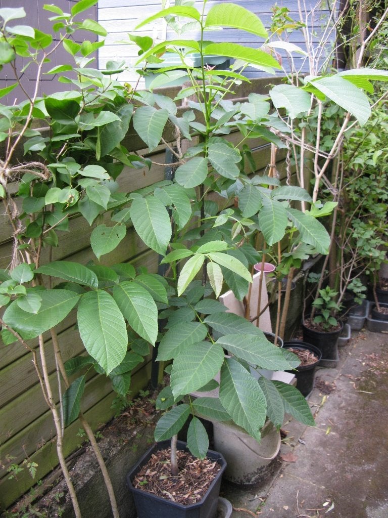 Très beau noyer en pot, Jardin & Terrasse, En pot, Plein soleil, Autres espèces, Enlèvement