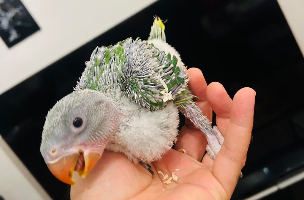 Jonge handtamme Alexander parkieten, Dieren en Toebehoren, Vogels | Parkieten en Papegaaien, Geslacht onbekend, Geringd