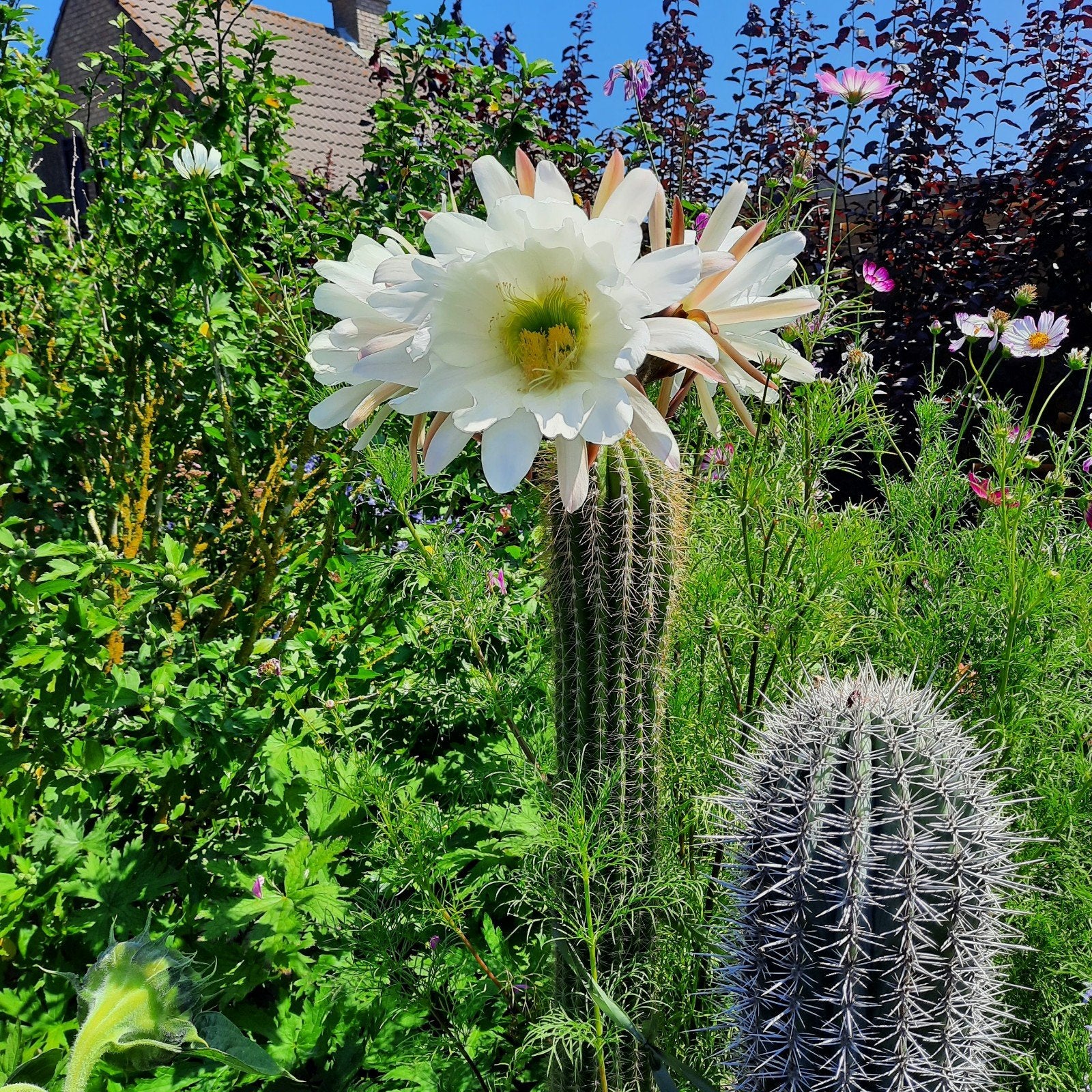 Gouden fakkelcactus en Mexicaanse reuzencactussen, Tuin en Terras, Ophalen