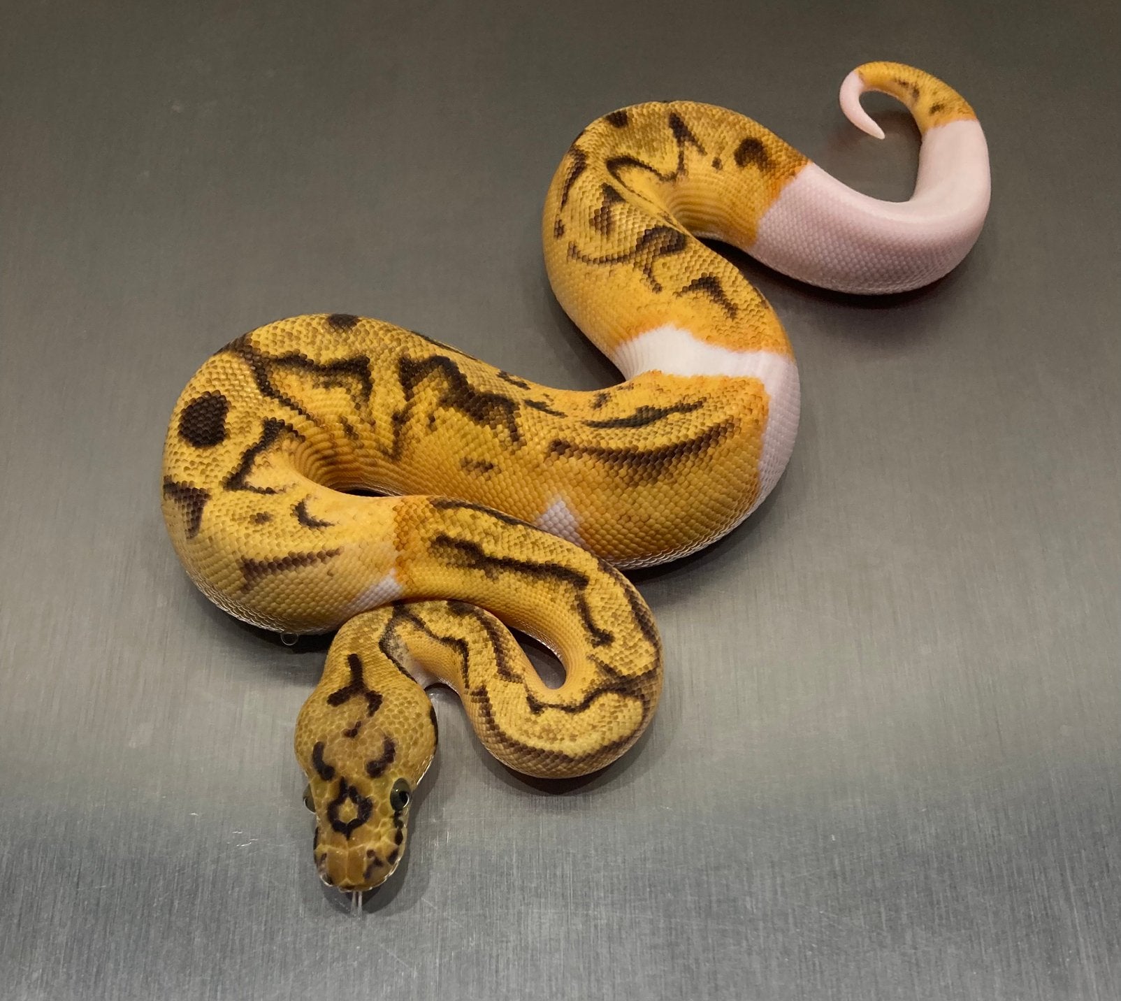 Enchi Pastel OD Clown Pied Het DG, Dieren en Toebehoren