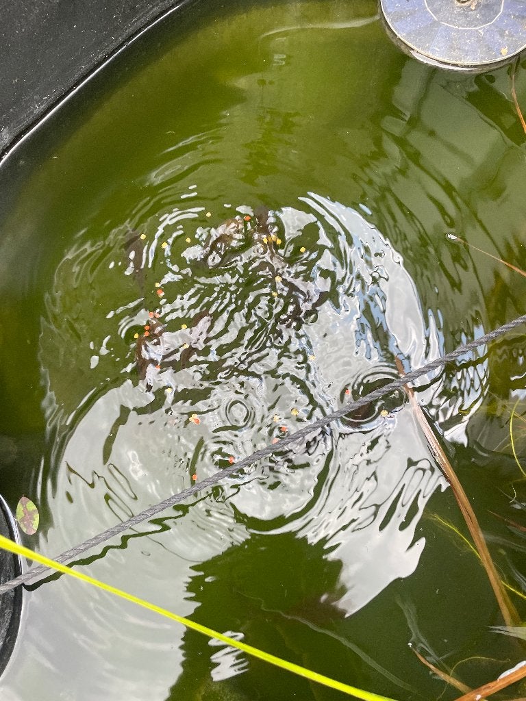 Gratis zwarte goudvissen, Goudvis(sen)