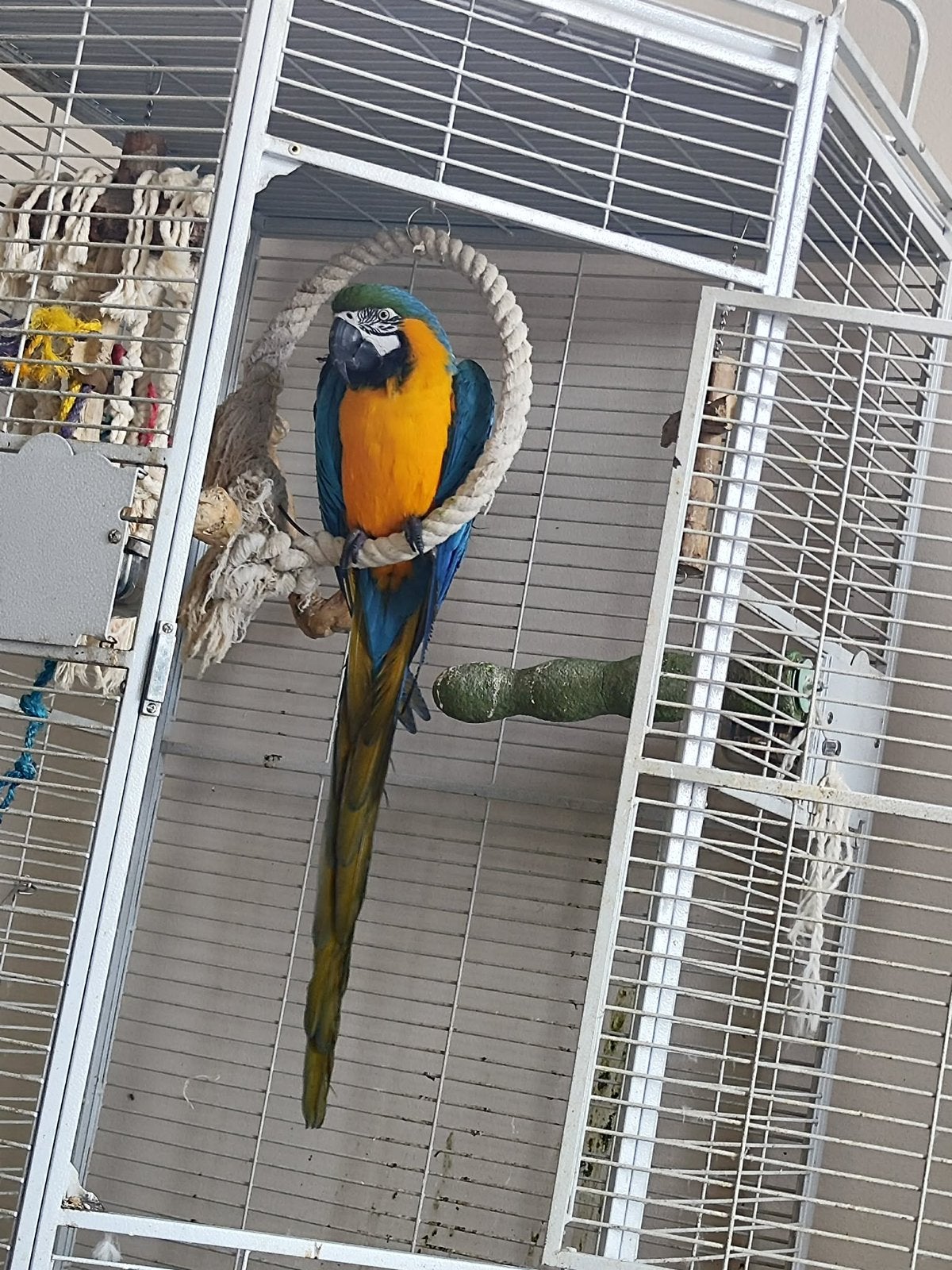Ara ararauna / blauwgele ara, Animaux & Accessoires, Sexe inconnu, Perroquet, Parleur