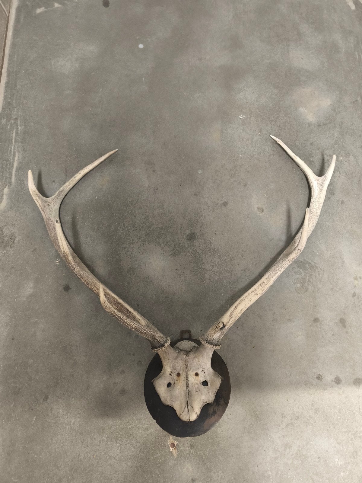Grand trophée de chasse – Massacre de Cerf Élaphe 10 cors su, Collections, Collections Animaux, Crâne, Cerf, Enlèvement