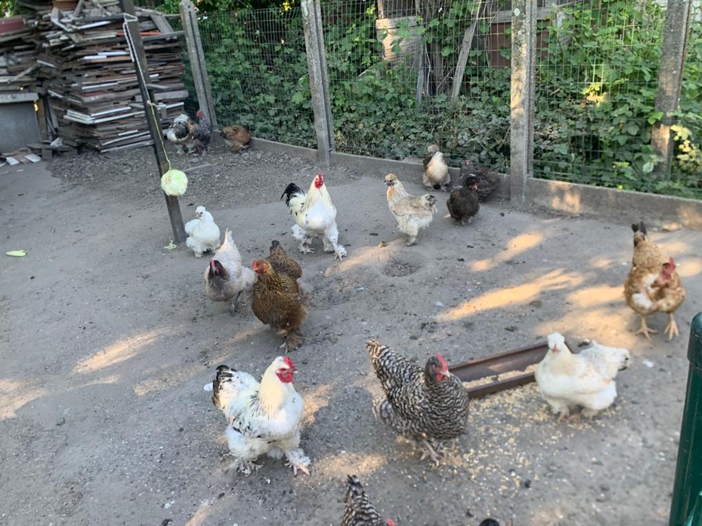 20 KİPPEN EN HANEN, Dieren en Toebehoren, Meerdere dieren, Kip