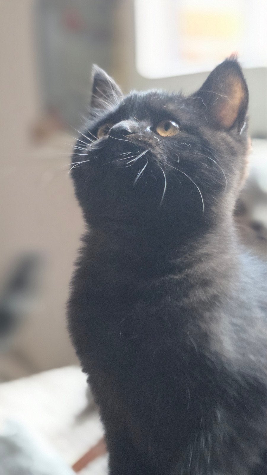 Prachtige Britse Korthaar Kittens te Koop ., Meerdere dieren, Gechipt, 0 tot 2 jaar