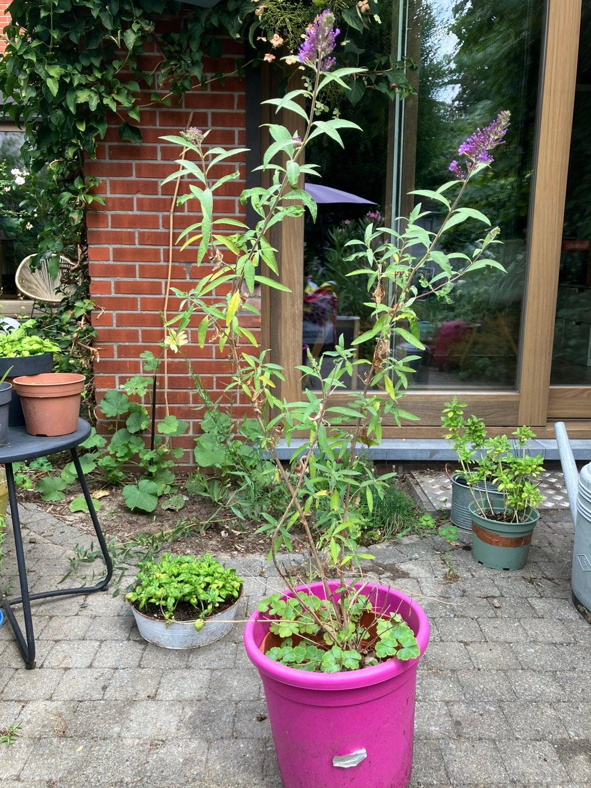 Vlinderstruik in pot, Ophalen, In pot