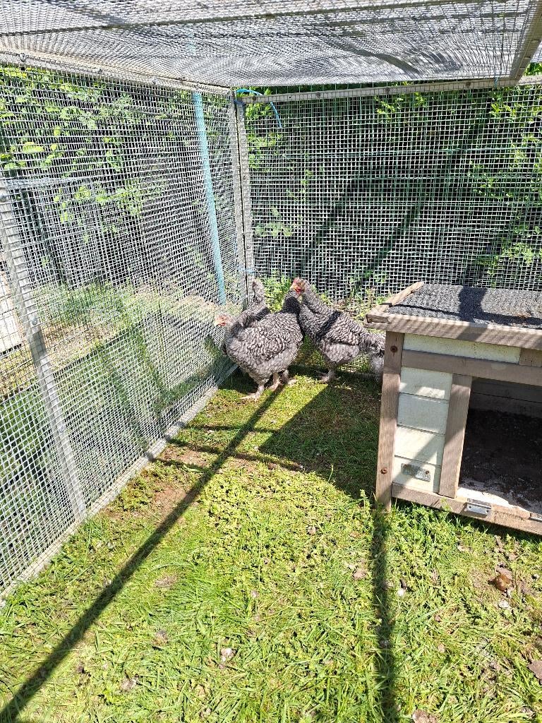 Jonge haantjes/hanen mechelse koekoek, Dieren en Toebehoren