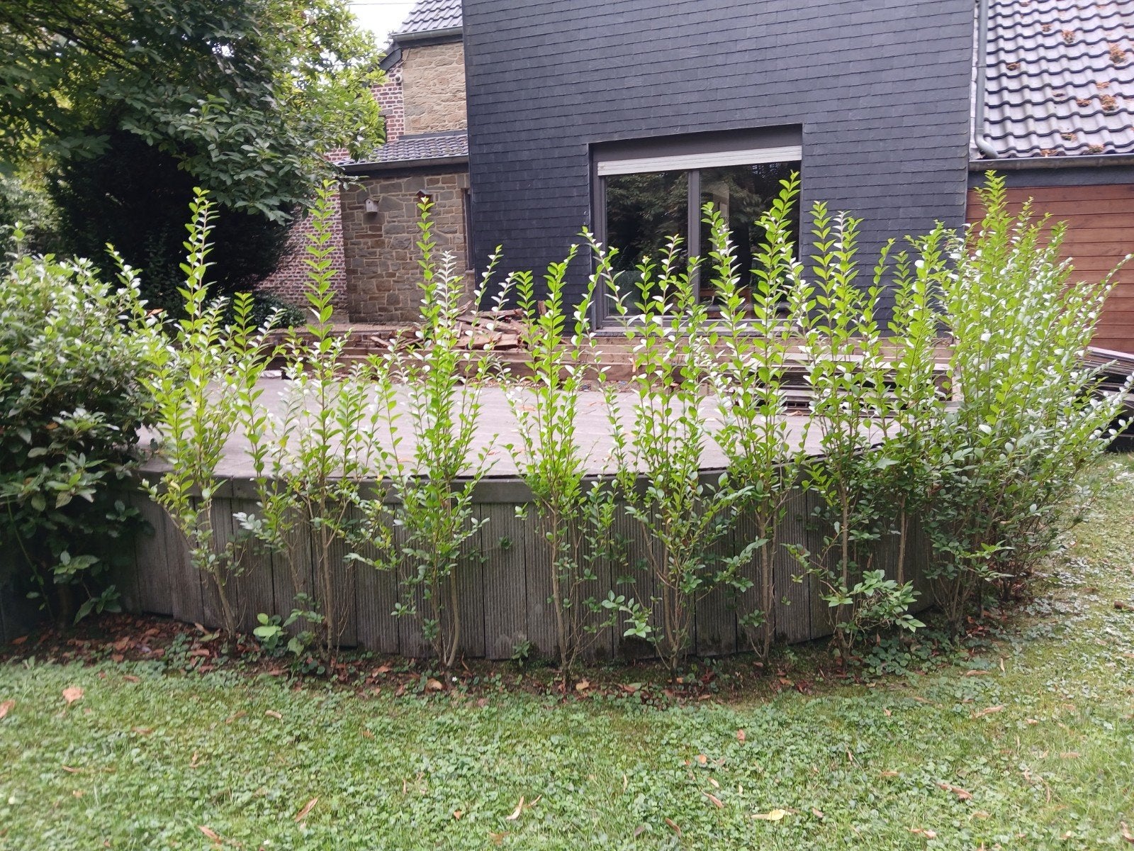 Ligustrum, Enlèvement