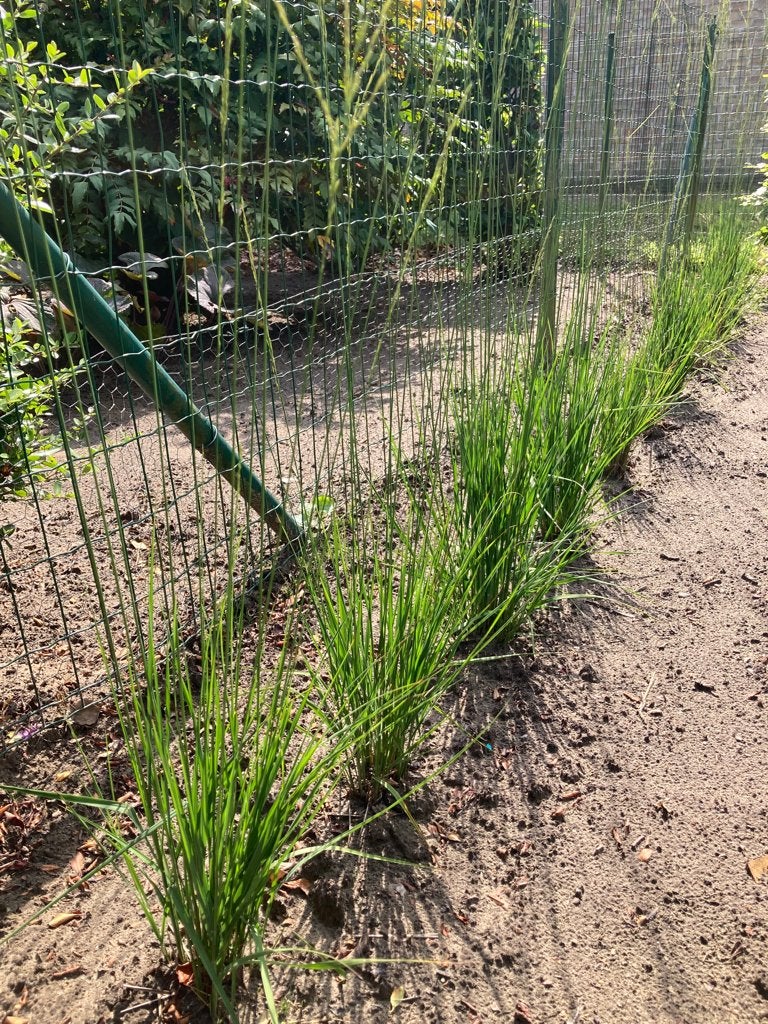 der olivenbaum stendal Olivenbaum Hochstamm kaufen