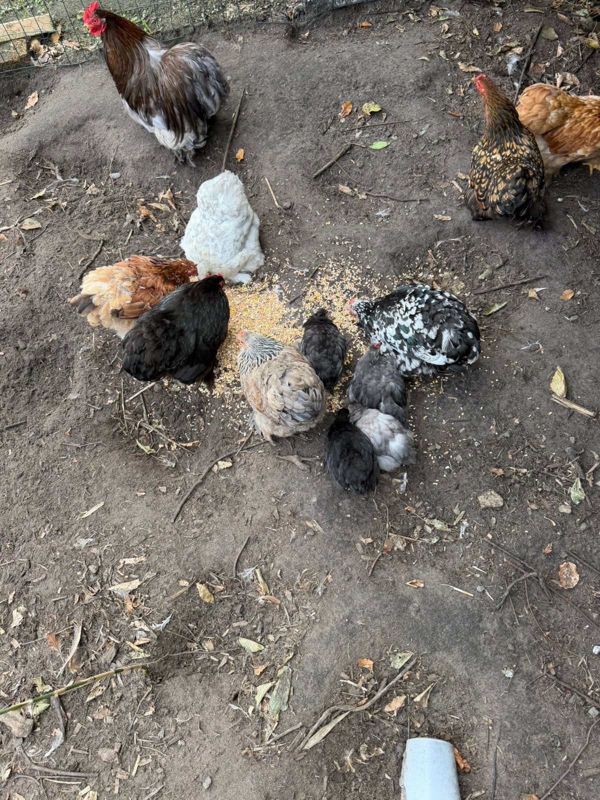 Cochin kriel, Dieren en Toebehoren