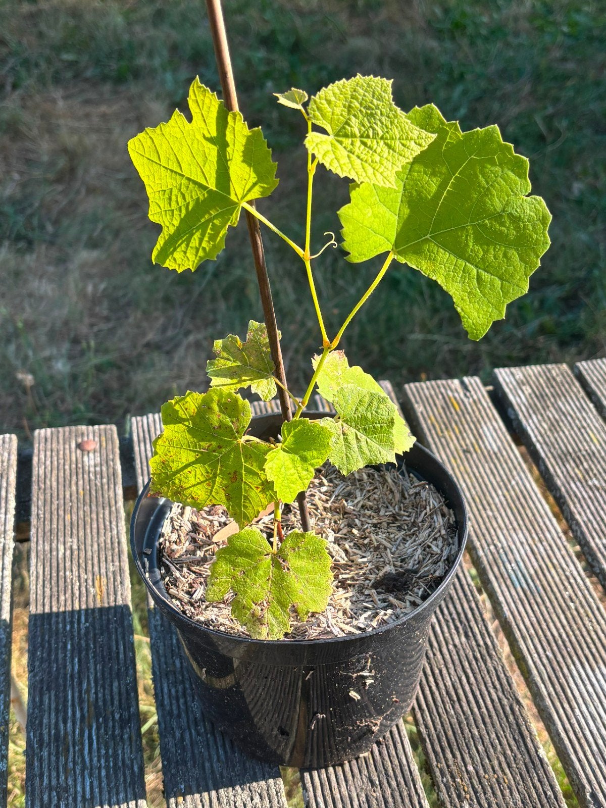 Vlaamse muskaatdruif, Jardin & Terrasse, Plantes | Arbres fruitiers, Enlèvement, Moins de 100 cm, Plein soleil, Autres espèces