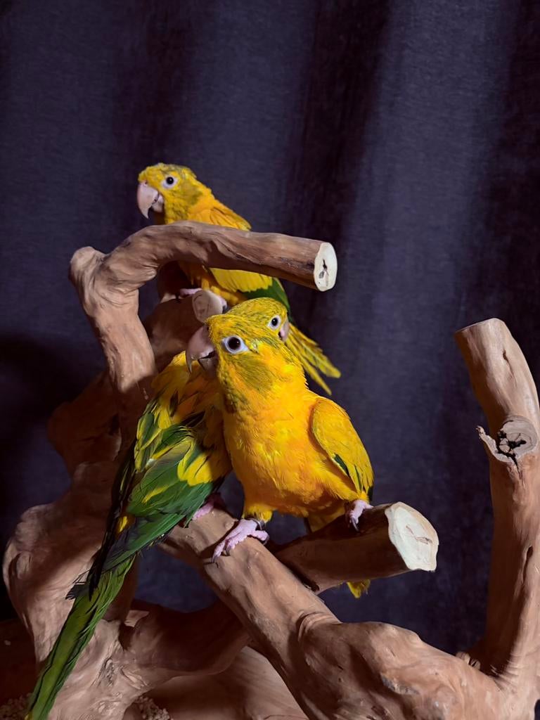 Handtamme jonge goudparkieten 2025 (guaruba guarouba), Dieren en Toebehoren, Vogels | Parkieten en Papegaaien, Meerdere dieren