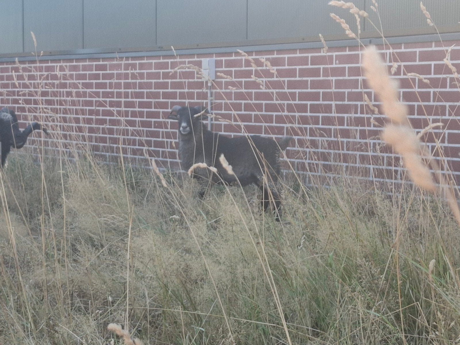 Mooi schimmelkleurig Ouessant rammetje. Eventueel ook ooien., Mâle, Mouton, 0 à 2 ans