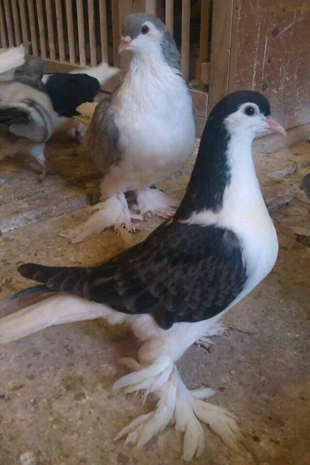 Zwarte Lahore duiven, Dieren en Toebehoren, Vogels | Duiven