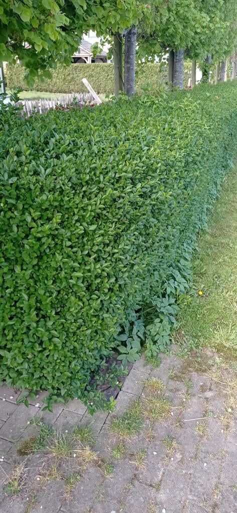 Haag ligustrum gratis, Ophalen, Haag
